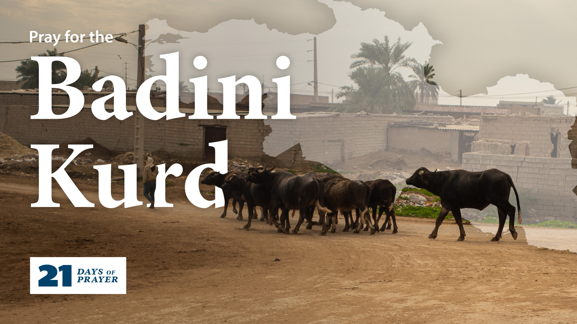 A Kurdish man herds cattle.